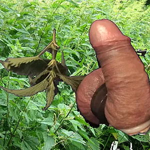 Stinging Nettle on balls gallery image