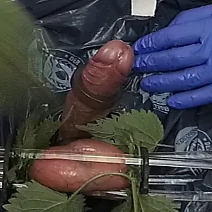 Stinging Nettle on balls gallery image