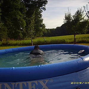 in pool gallery image