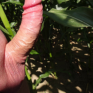 Horny in corn field gallery image