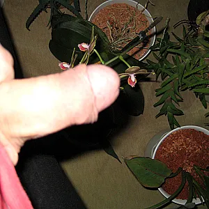 flowerpower (1) Galeriebild