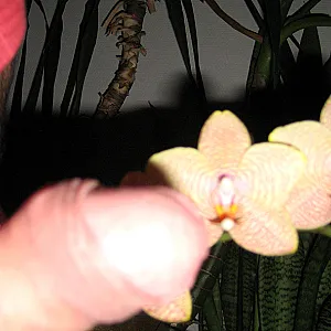 flowerpower (1) Galeriebild
