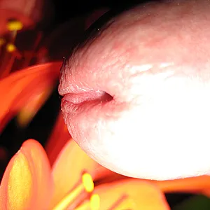 flowerpower (1) Galeriebild