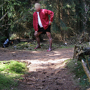 Einen Spaziergang im Wald. Galeriebild