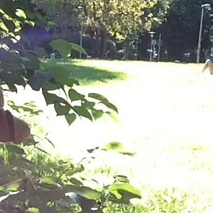 Wanking in park gallery image