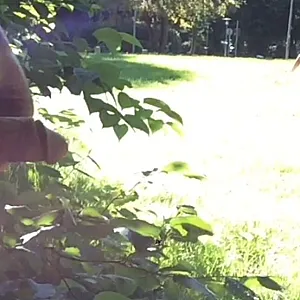 Wanking in park gallery image