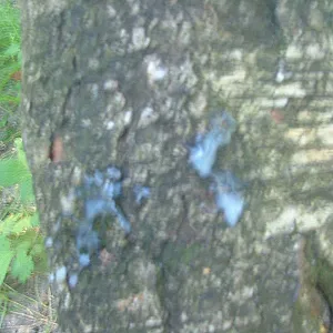 Kiesgrube Galeriebild