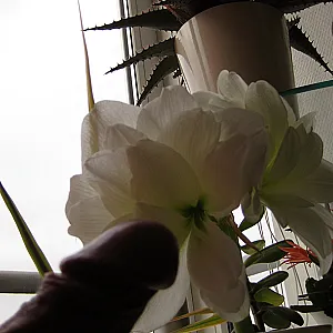 flowerpower (3) gallery image