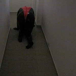 Petplay in latex suit ... gallery image