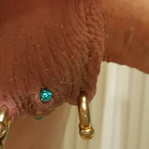 2 neue Piercings am Sack Galeriebild
