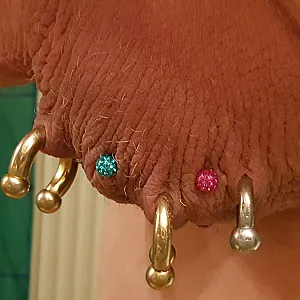 2 neue Piercings am Sack Galeriebild