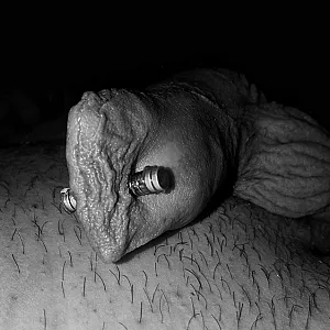 penis Galeriebild