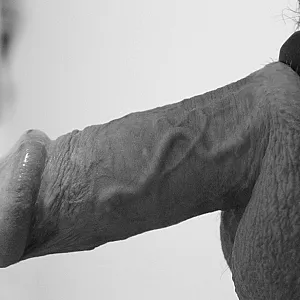 ass and dick gallery image