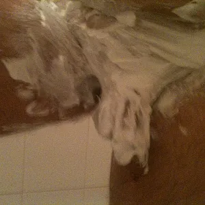 The shaving gallery image