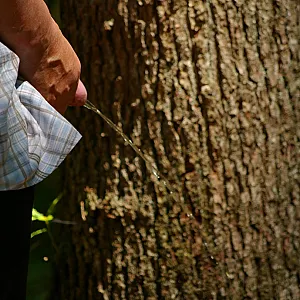 walk in the woods gallery image