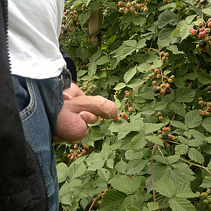 Lecker Brombeeren Galeriebild