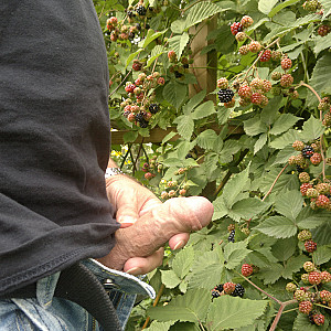 Lecker Brombeeren Galeriebild