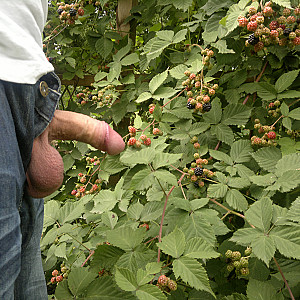 Lecker Brombeeren Galeriebild