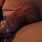 domcock1000 Profile Picture