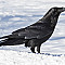 blackraven81 Profilbild