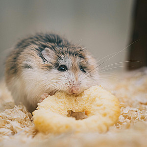 hamster100 Profile Picture