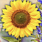 Behodi Profile Picture