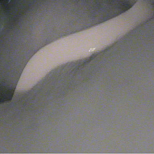 First Image Of lomar's Video - soo horny