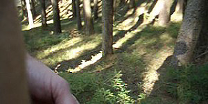 Pissen im Wald First Thumb Image