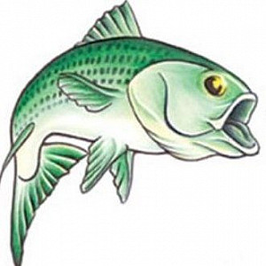 silverfish Profile Picture
