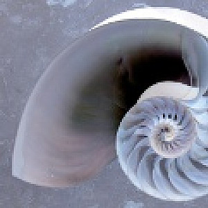 nautilus84 Profile Picture