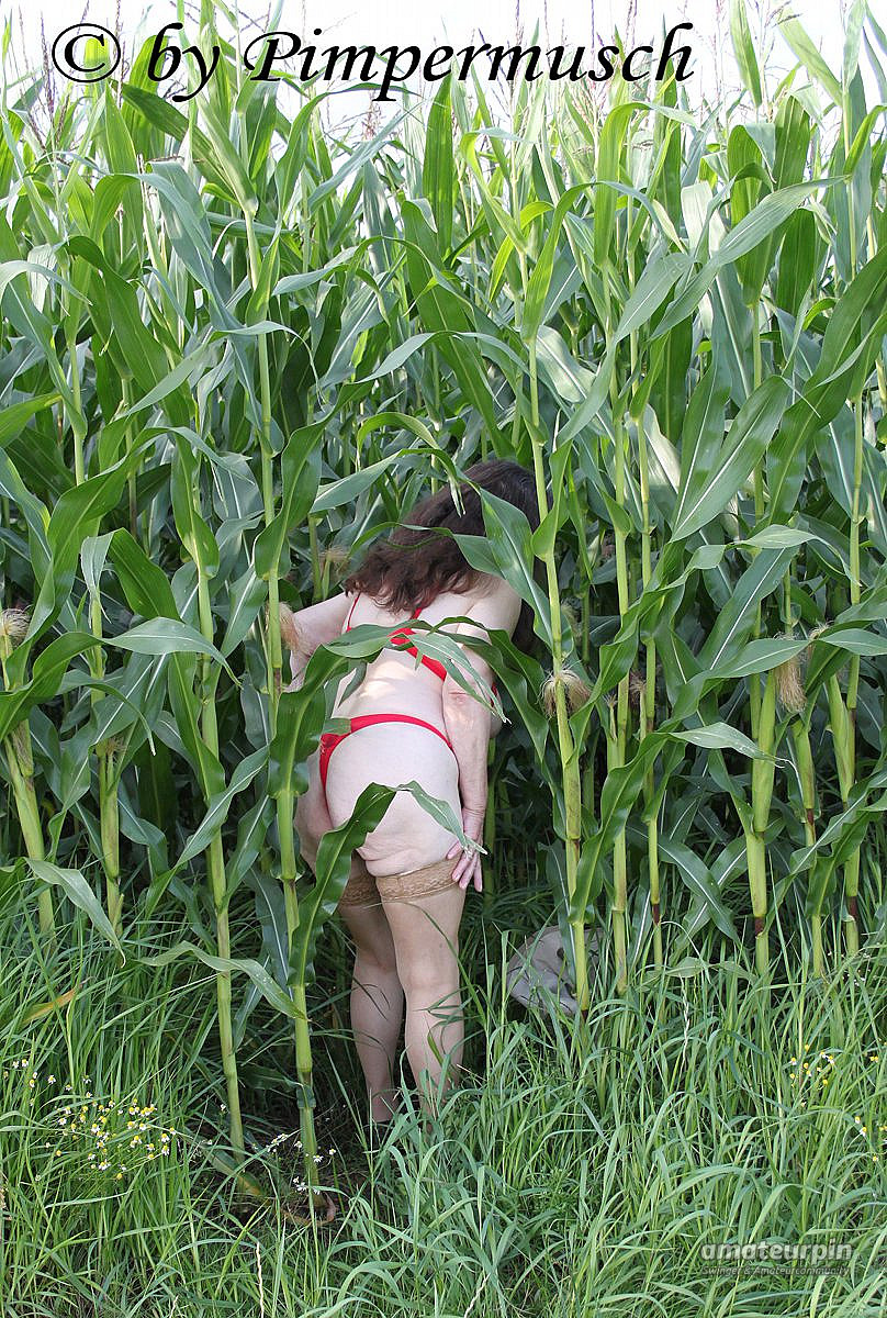 in the cornfield 2 gallery image