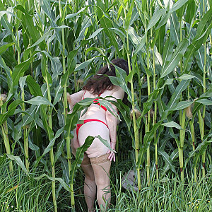 First image of Pimpermuse's Gallery - in the cornfield 2