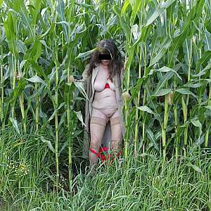 in the cornfield 2 gallery image