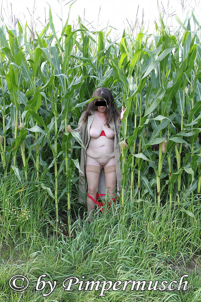 in the cornfield 2 gallery image