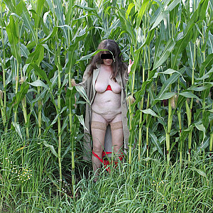 in the cornfield 2 gallery image