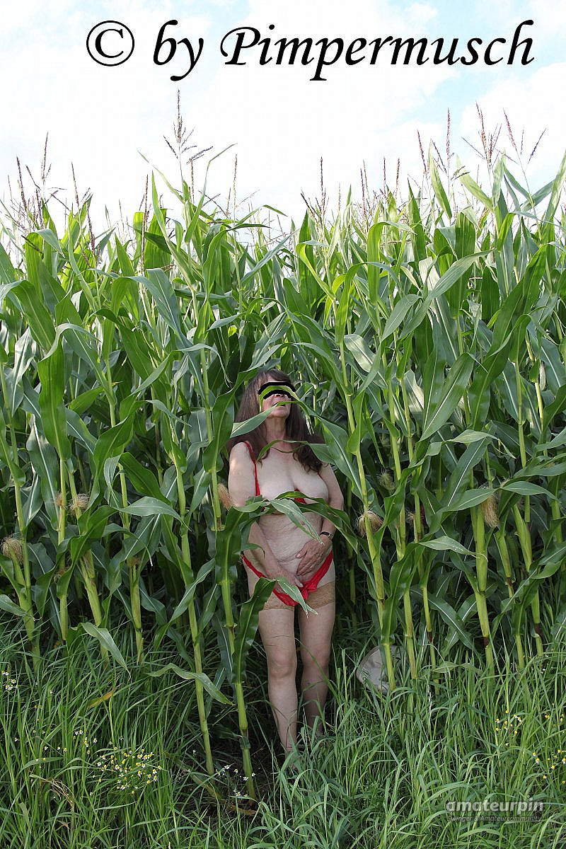 in the cornfield 2 gallery image