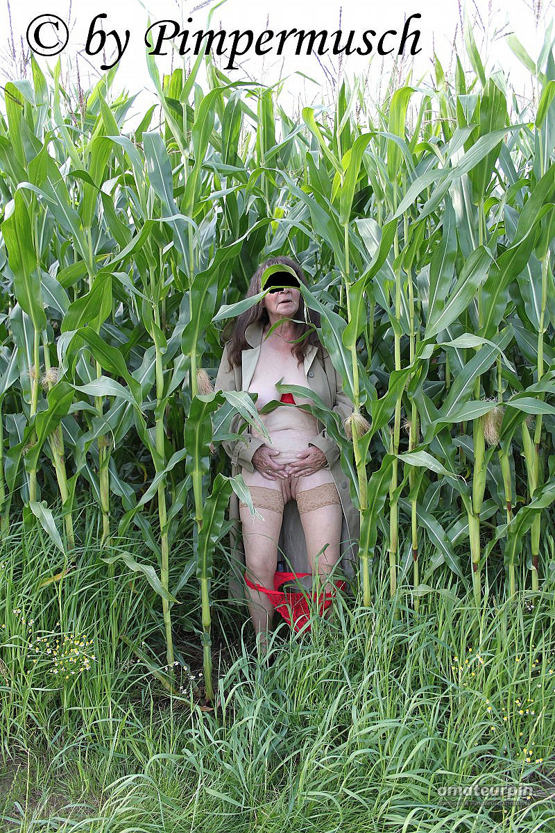 in the cornfield 2 gallery image