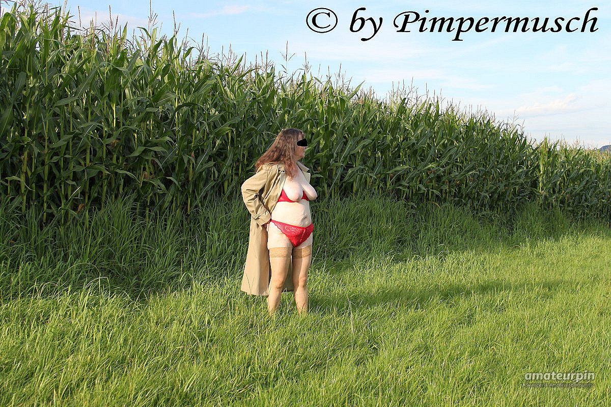 in the corn 1 gallery image