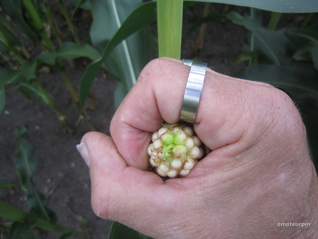 Sommer 2014 - Im Maisfeld Galeriebild