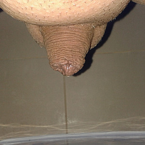 penis gallery image