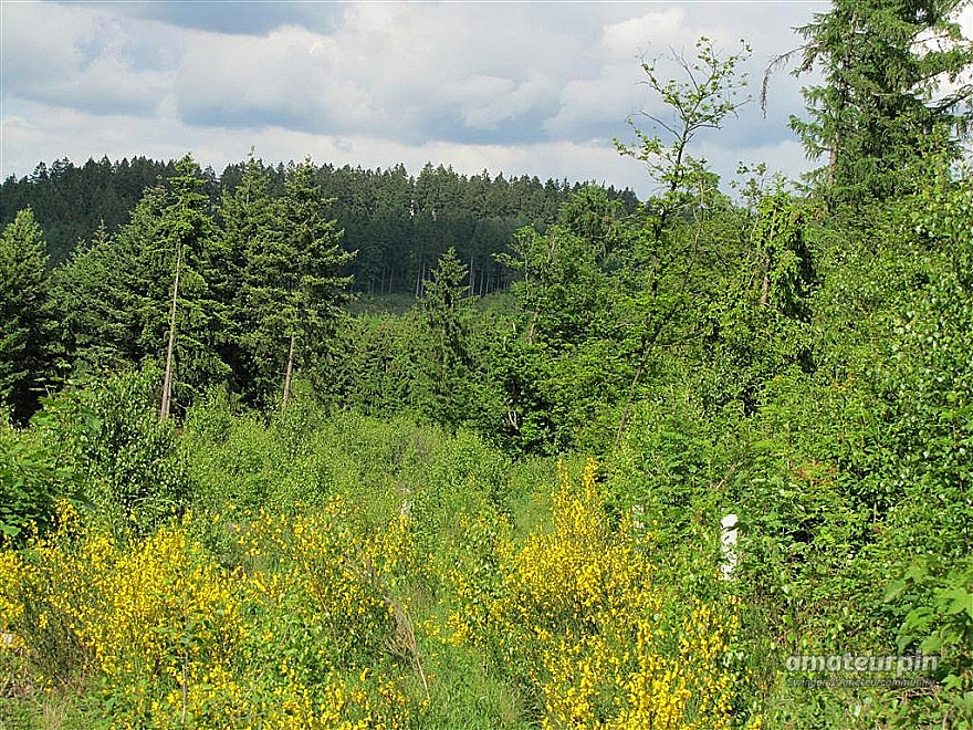 Nackt in der Natur Galeriebild