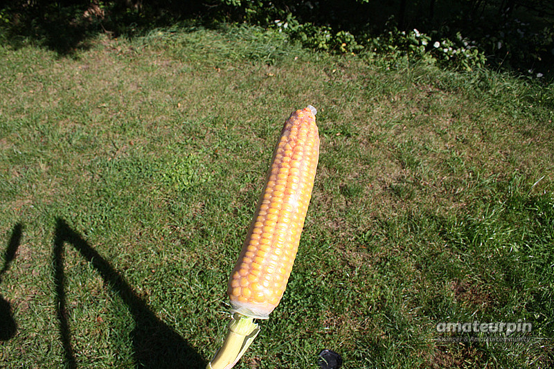 corn attack gallery image