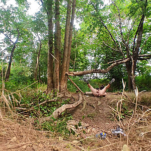 Ferkelei im  Wald 1 Galeriebild