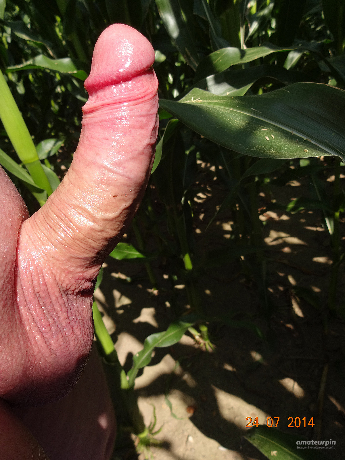 Horny in corn field gallery image