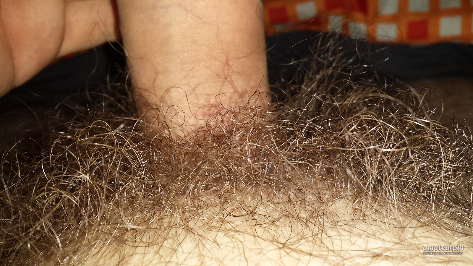 my hairy cock gallery image