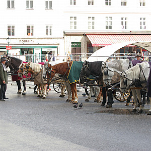 in adnet und salzburg Galeriebild