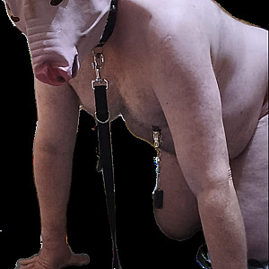 Devotes Schwein RalfAusMS Galeriebild